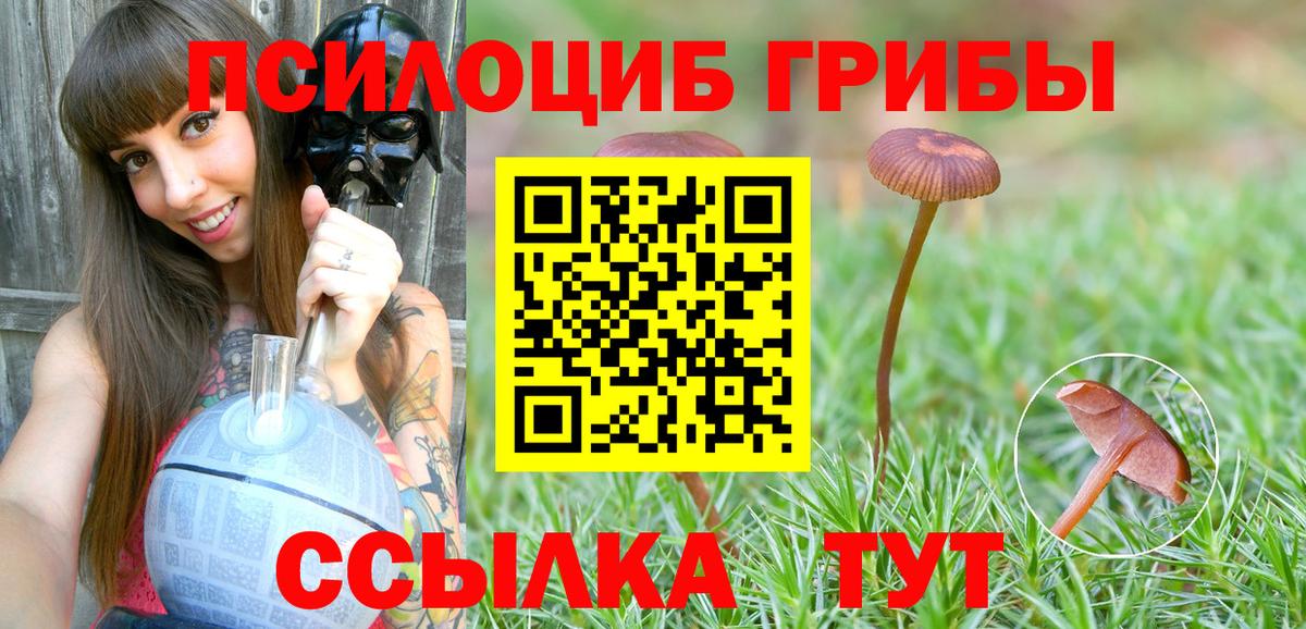 Псилоцибиновые грибы Psilocybe Владивосток